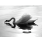 _MG_0634b